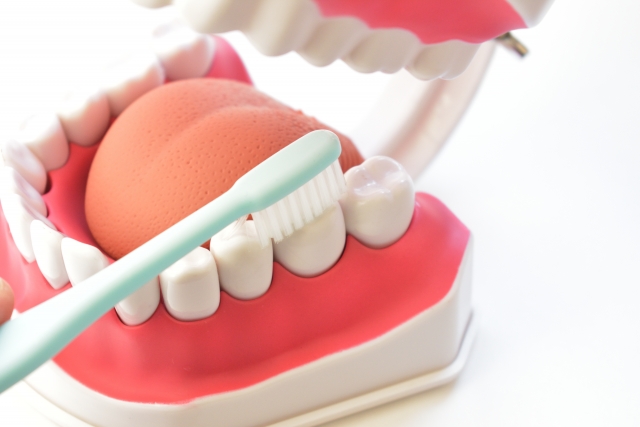 【歯の構造】歯茎編：歯周病はどのように進行するのか？歯周検査が大切な理由